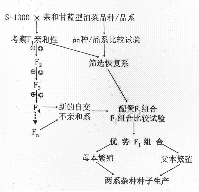 A kind of breeding method of self-incompatibility two-line hybrid of Brassica napus