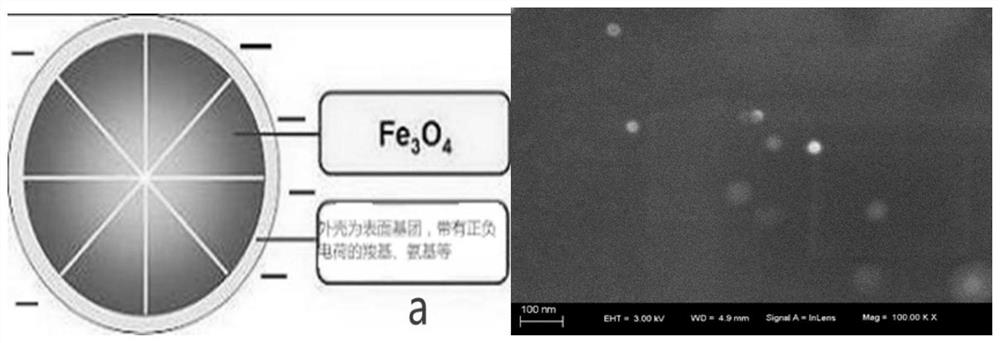 Magnetofluid composite developing agent and application thereof in field of intraosseous angiography