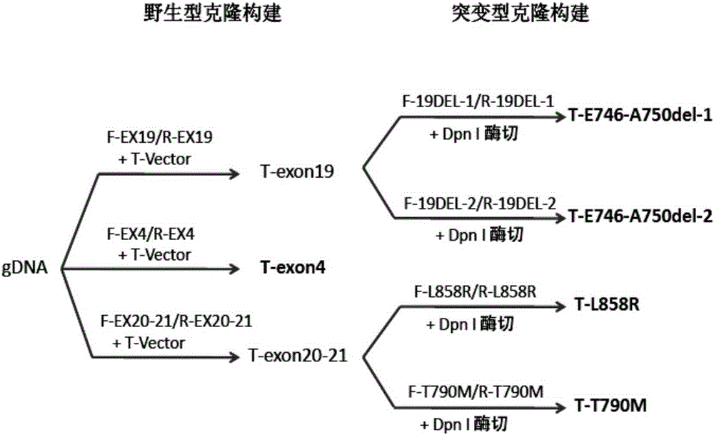 Kit for quantitative detection of egfr gene mutation and use thereof