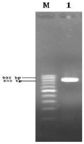 Dehalogenase gene LinB, dehalogenase, dehalogenase genetically engineered bacteria and construction method and application method of dehalogenase genetically engineered bacteria