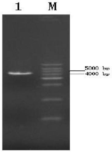 Dehalogenase gene LinB, dehalogenase, dehalogenase genetically engineered bacteria and construction method and application method of dehalogenase genetically engineered bacteria