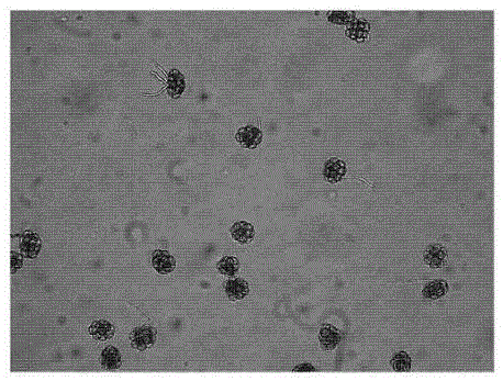 Viability detection technology for acacia rachii pollen culture in vitro