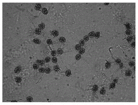 Viability detection technology for acacia rachii pollen culture in vitro