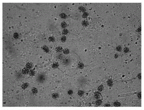 Viability detection technology for acacia rachii pollen culture in vitro