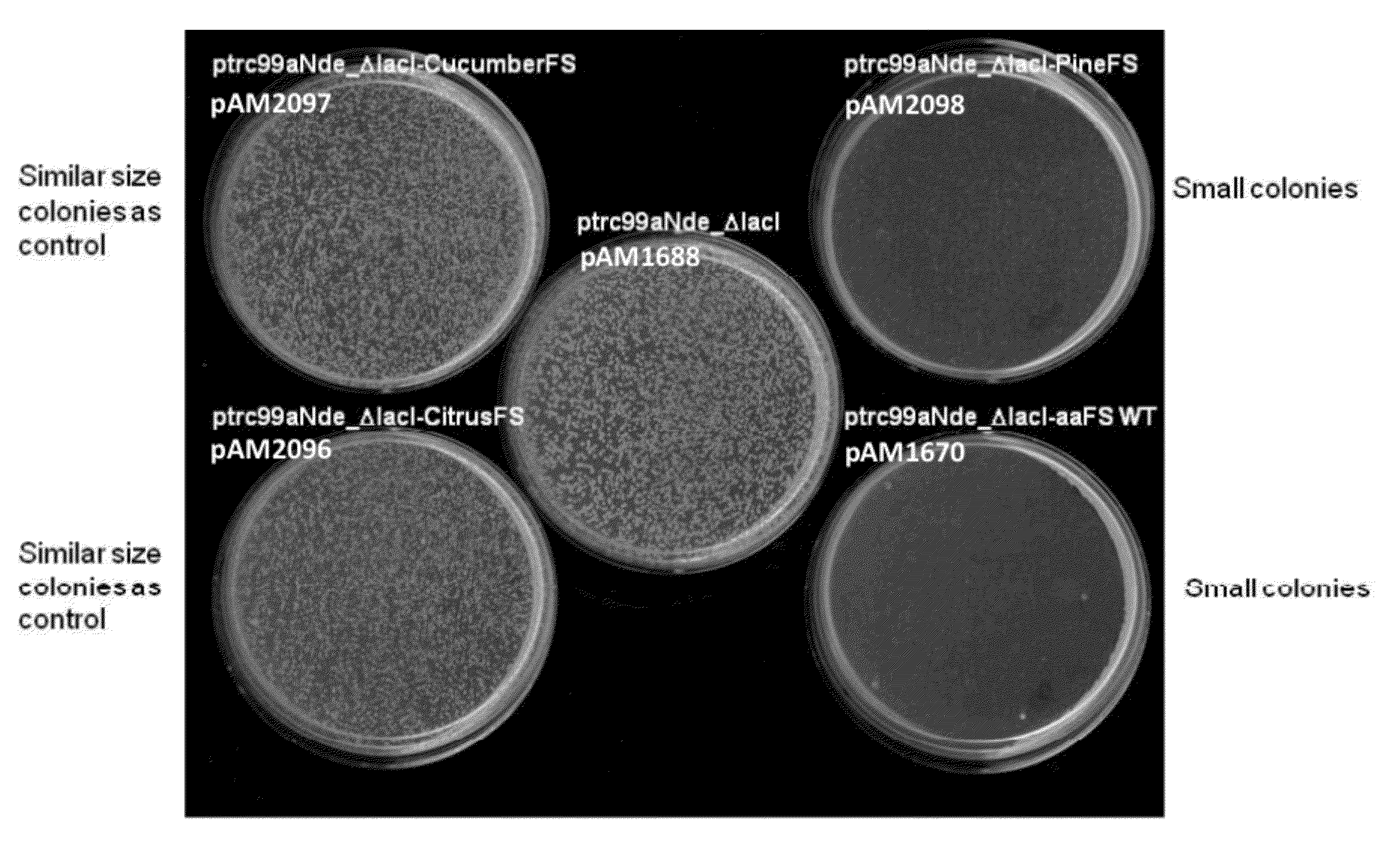 Methods of developing terpene synthase variants