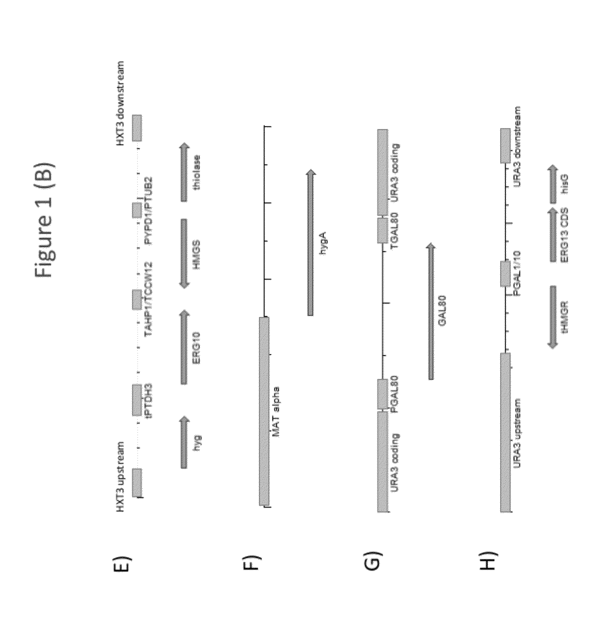 Methods of developing terpene synthase variants