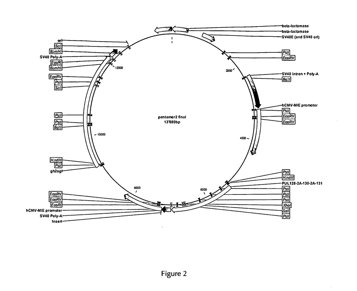 Human cytomegalovirus vaccine compositions and method of producing the same