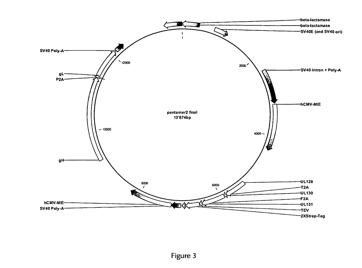 Human cytomegalovirus vaccine compositions and method of producing the same