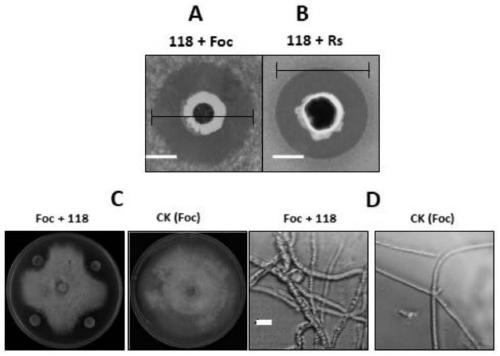 Bacillus velezensis 118 and biological microbial inoculum and application thereof