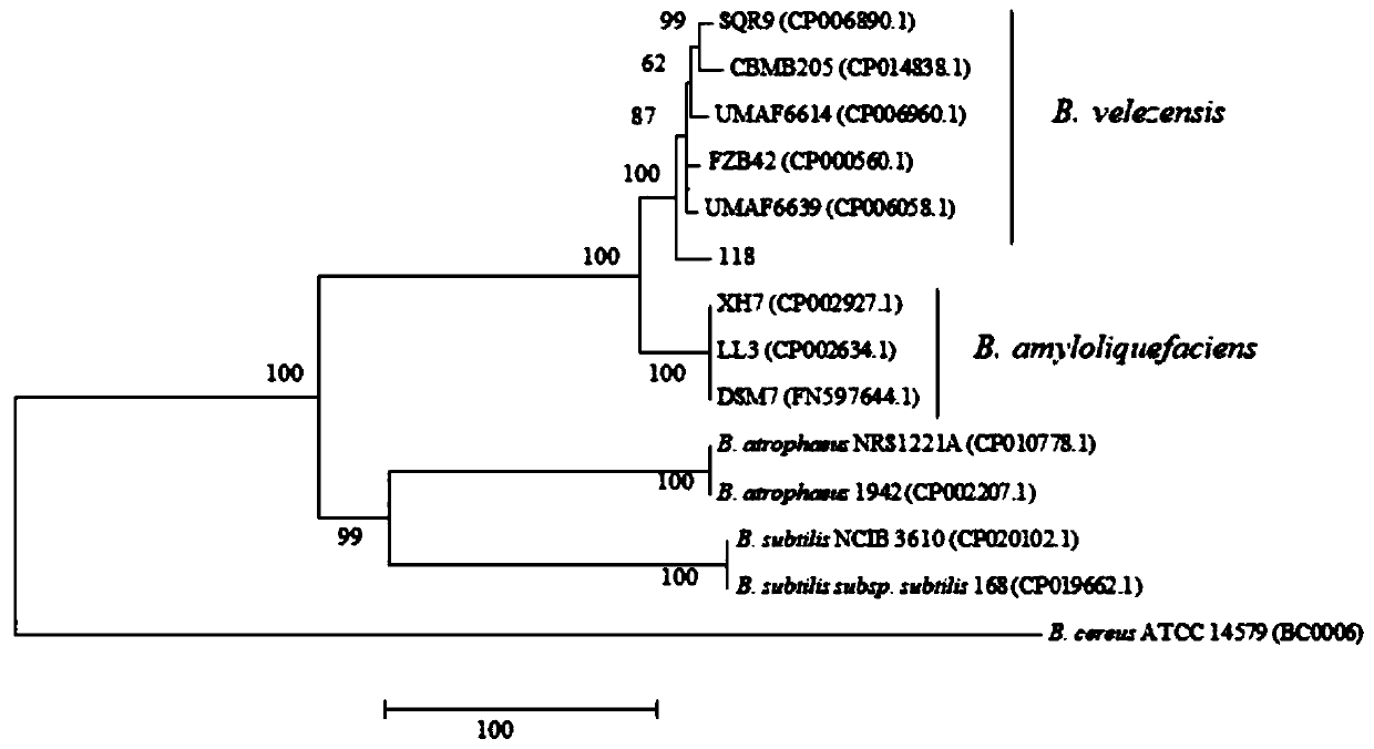 Bacillus velezensis 118 and biological microbial inoculum and application thereof