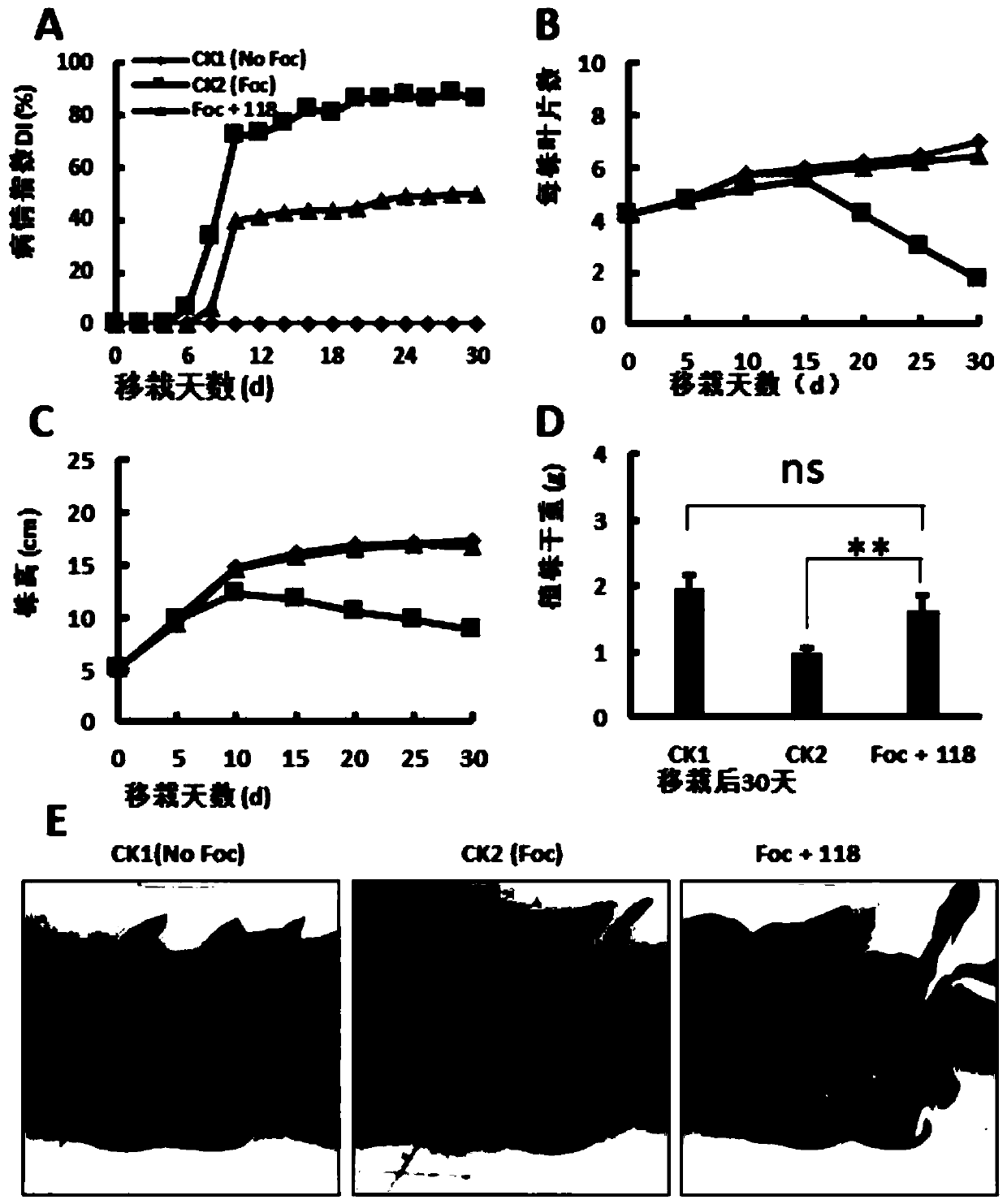 Bacillus velezensis 118 and biological microbial inoculum and application thereof