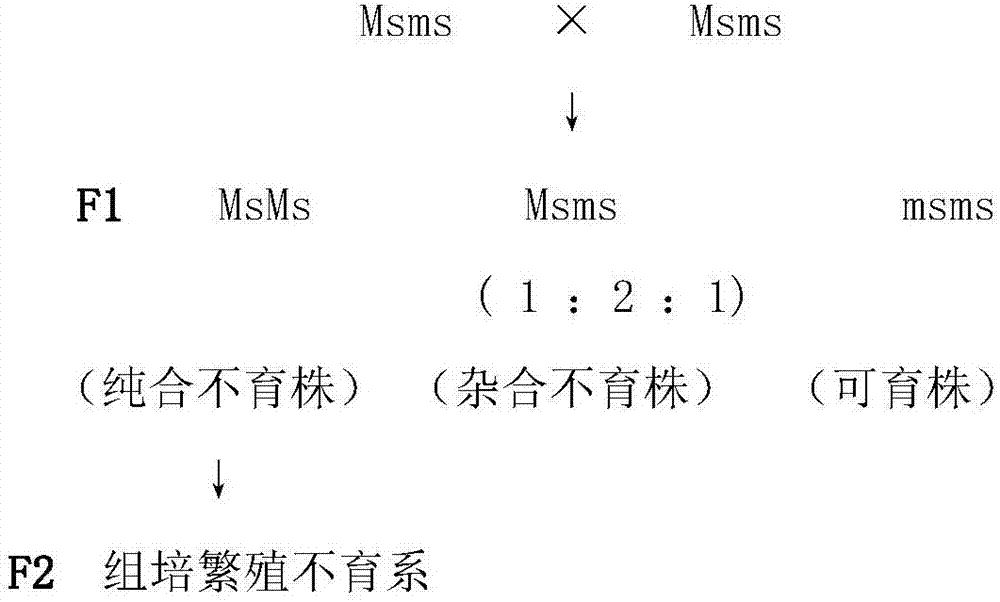 High-yield cultivation method of Brassica oleracea