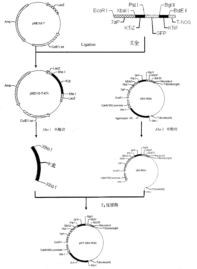 Bivalent RNAi expression vector and application of soybean trypsin inhibitor KTi and agglutinin SBA