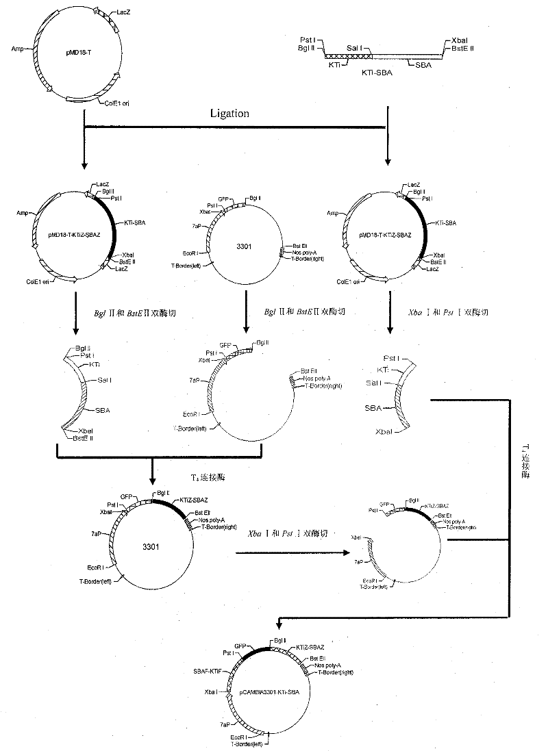 Bivalent RNAi expression vector and application of soybean trypsin inhibitor KTi and agglutinin SBA