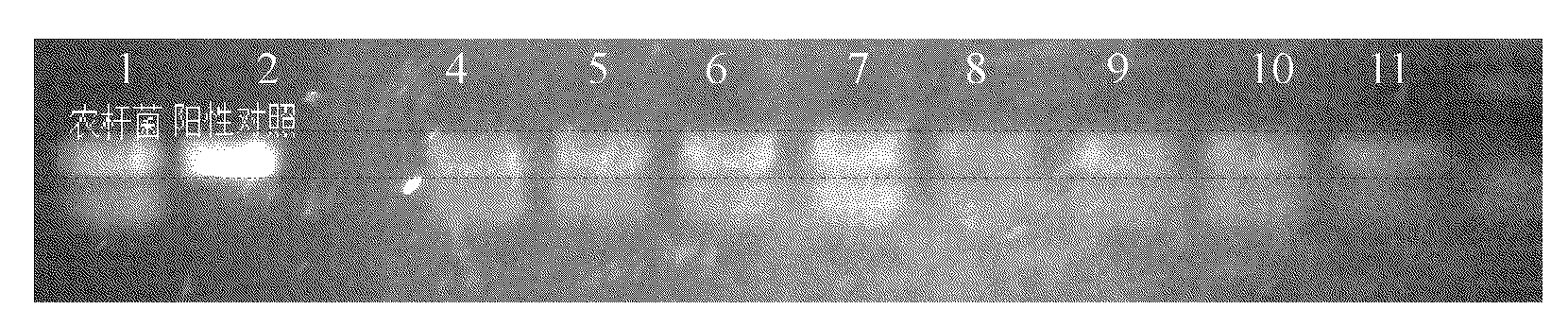 Transformation method of Crypthecodinium cohnii