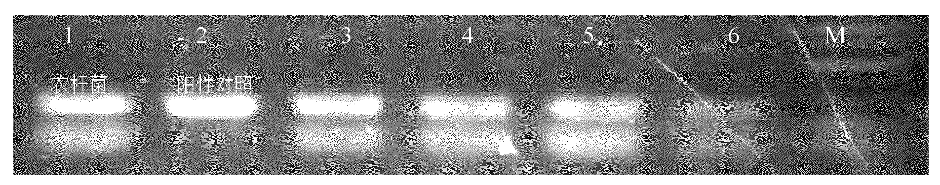 Transformation method of Crypthecodinium cohnii