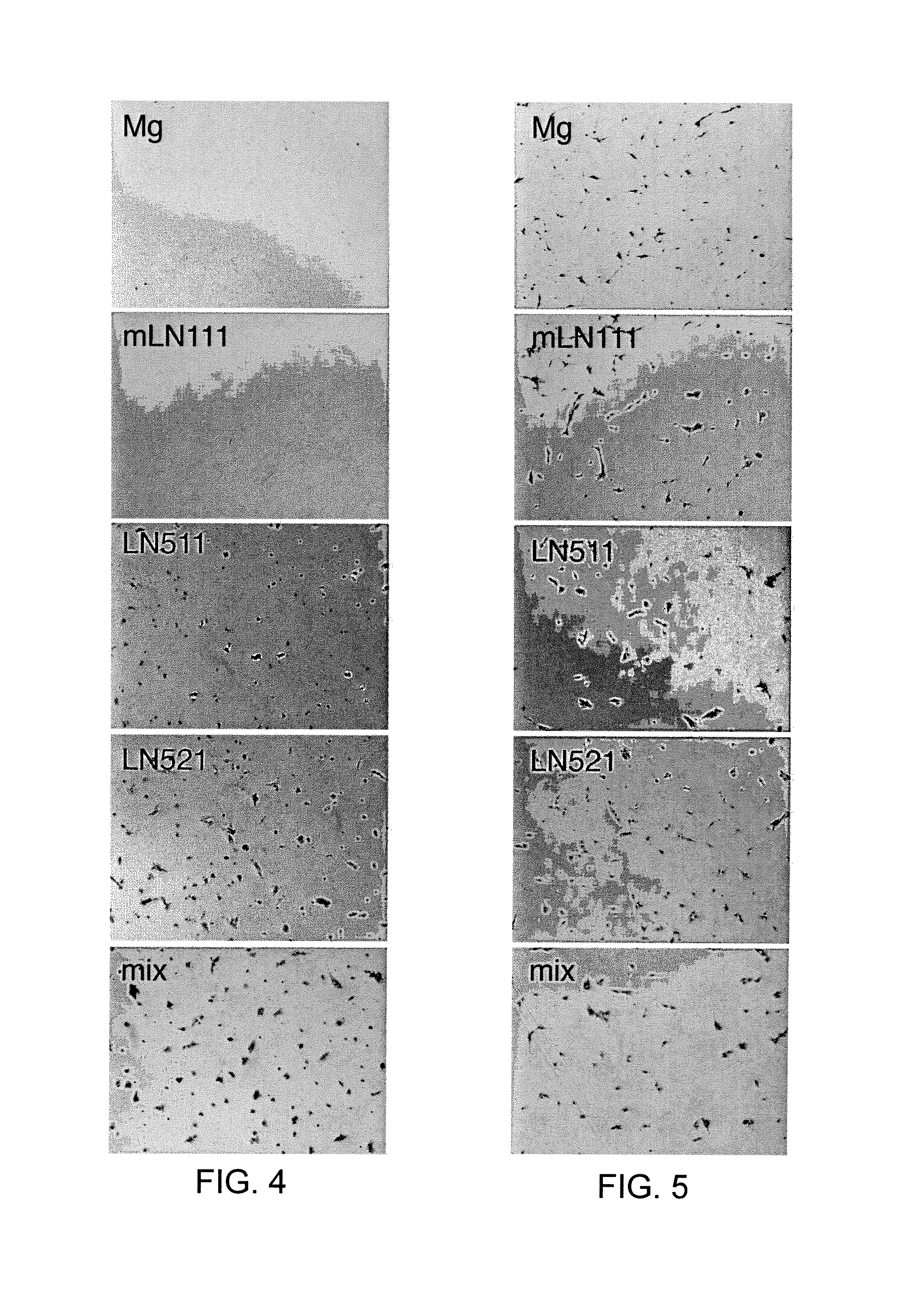 Recombinant laminin-521