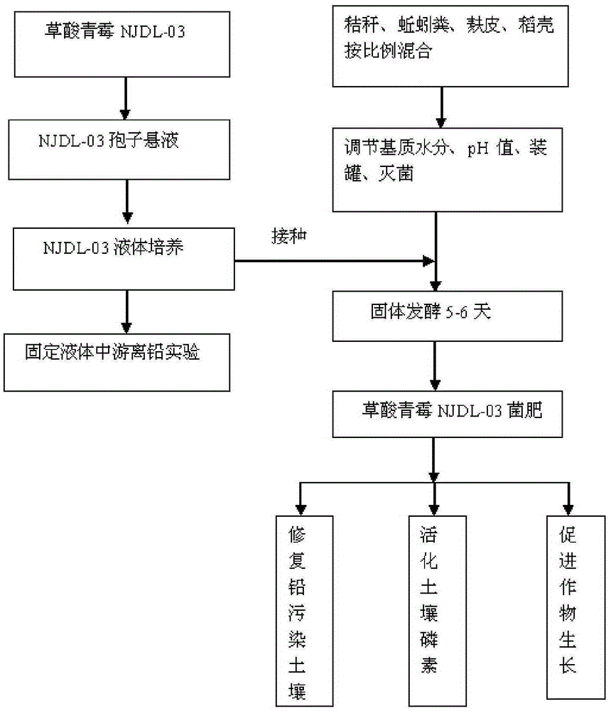 Oxalic acid penicillium strain NJDL-03 and application thereof