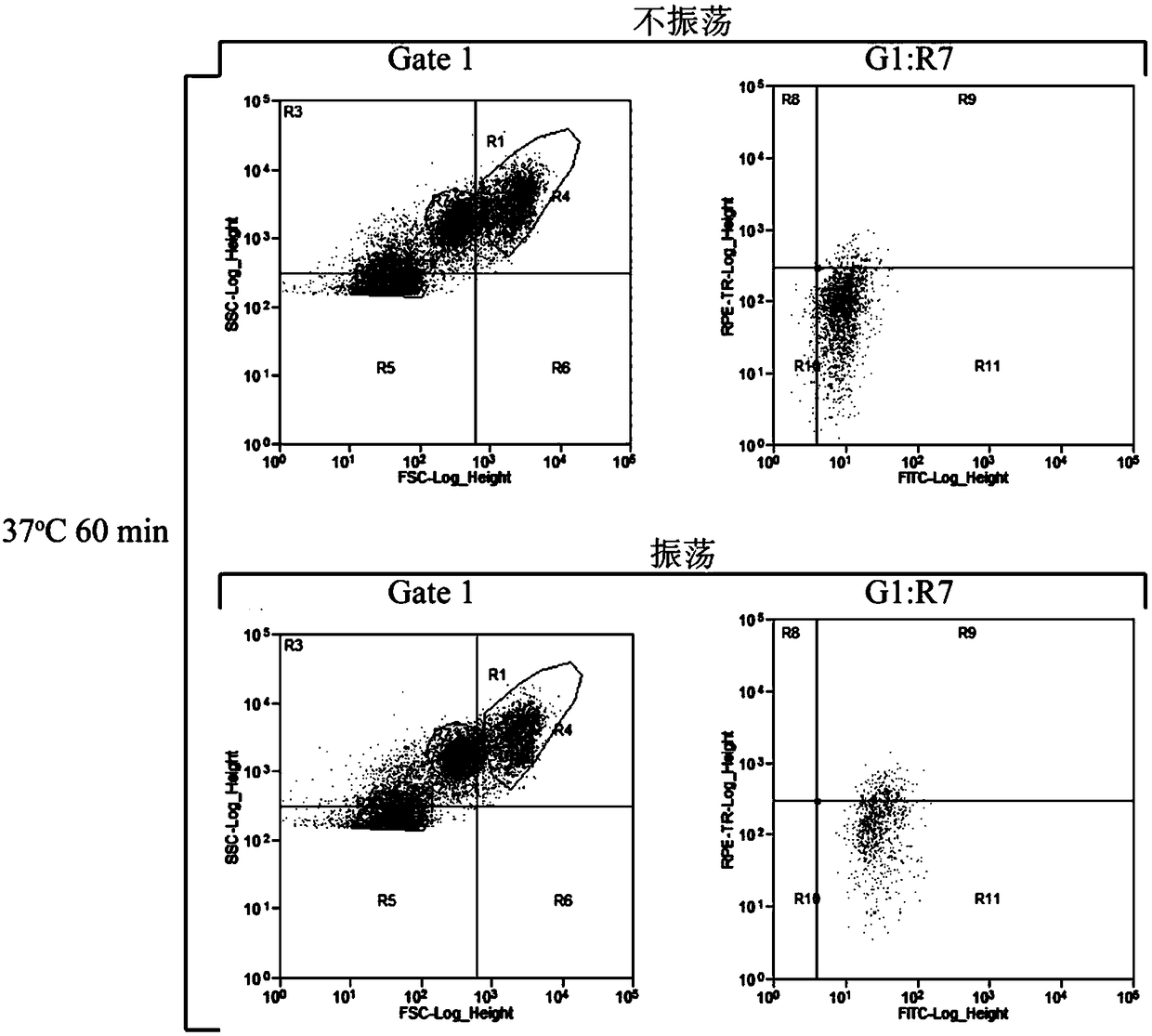 Method for separating saccharomyces cerevisiae haploids in ultrahigh-throughput manner on basis of flow cytometry