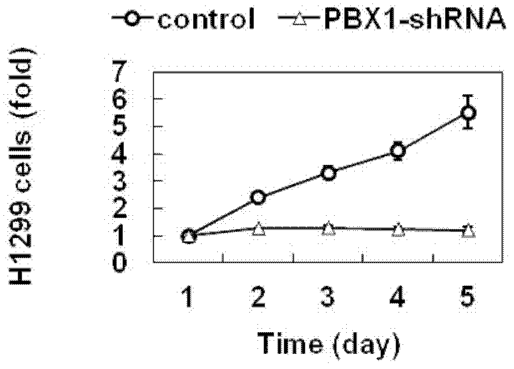 Applications of human pre-B-cell leukemia homeobox 1 (PBX1) gene and related drugs thereof