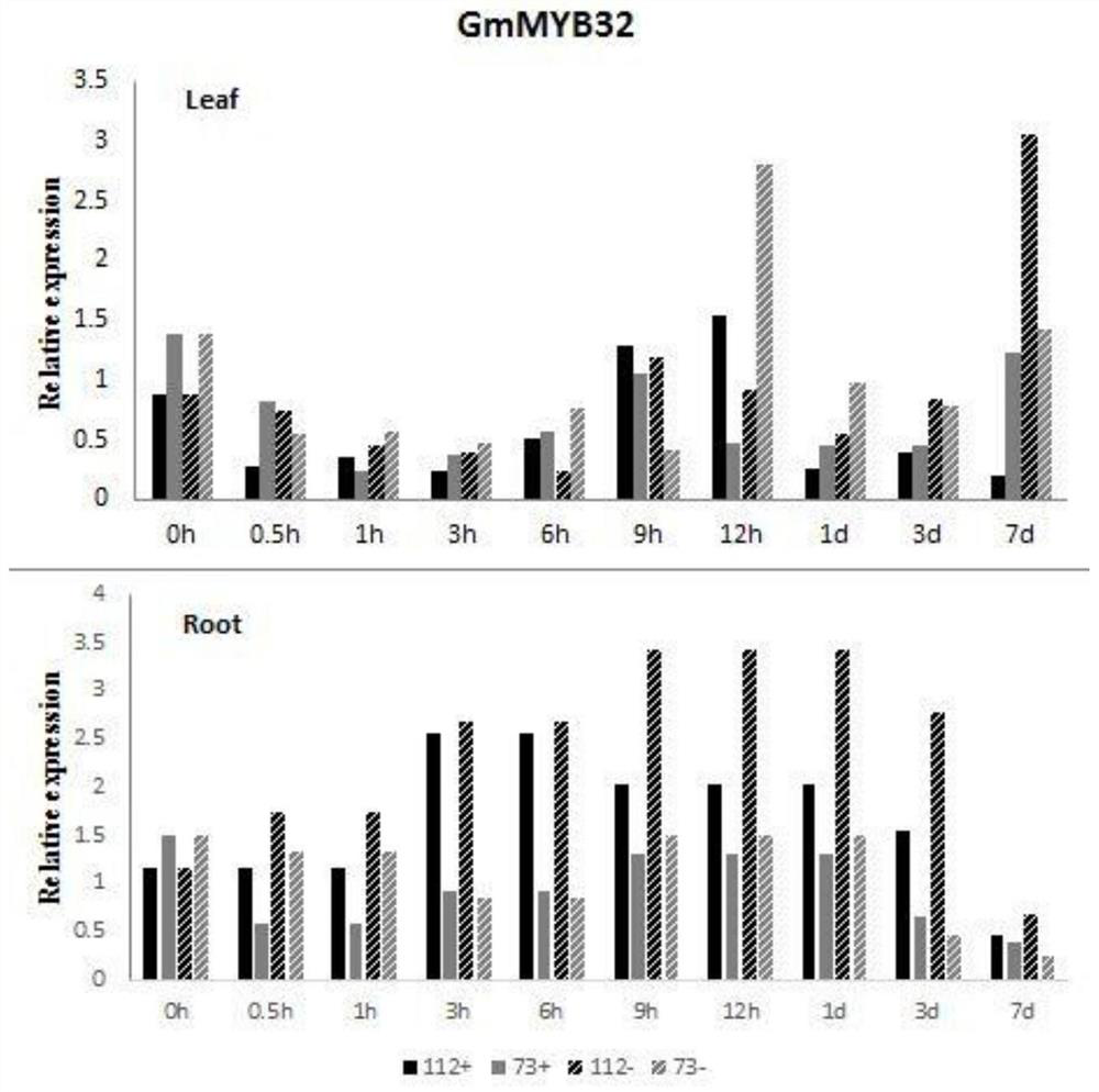 Application of gene gmmyb32 encoding soybean myb32 transcription factor