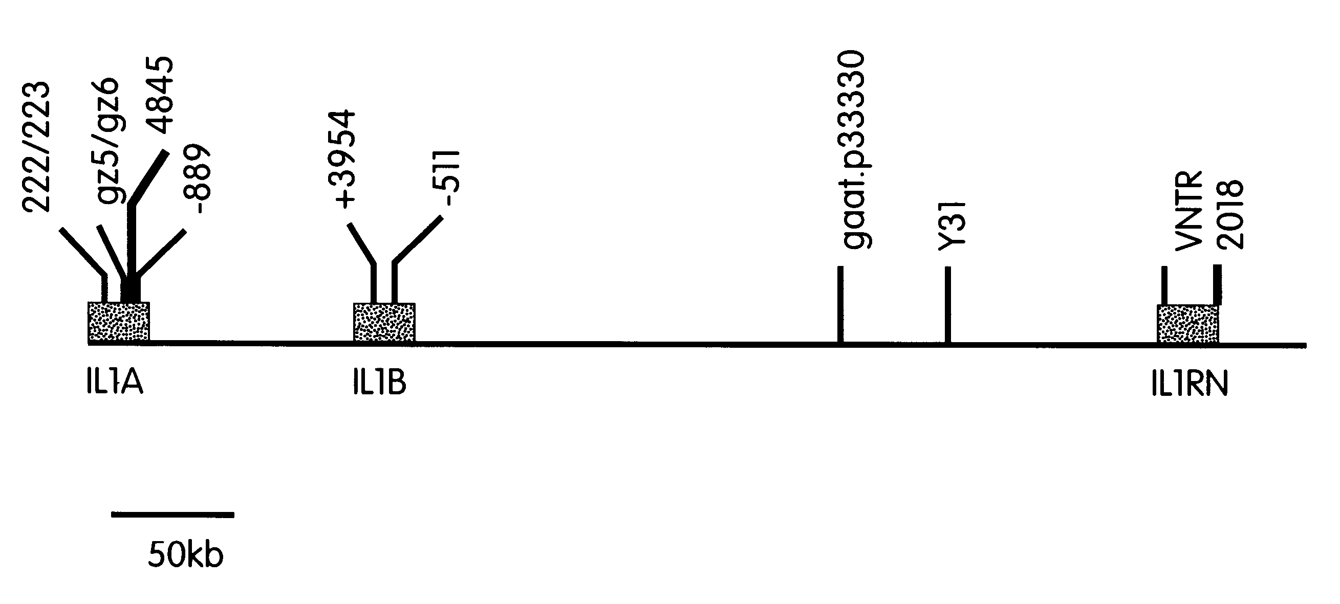 Diagnostics and therapeutics for diseases associated with an IL-1 inflammatory haplotype