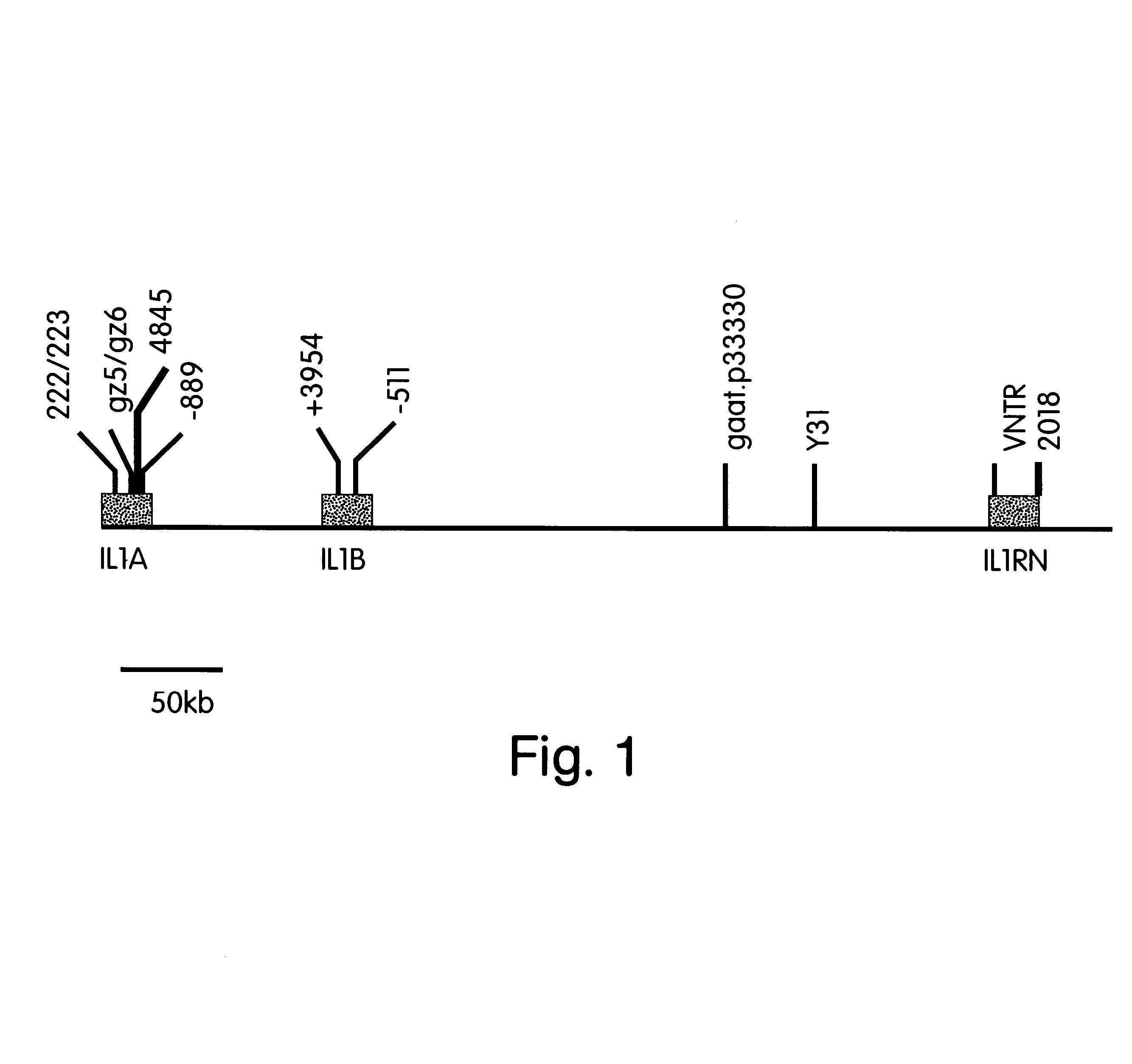 Diagnostics and therapeutics for diseases associated with an IL-1 inflammatory haplotype