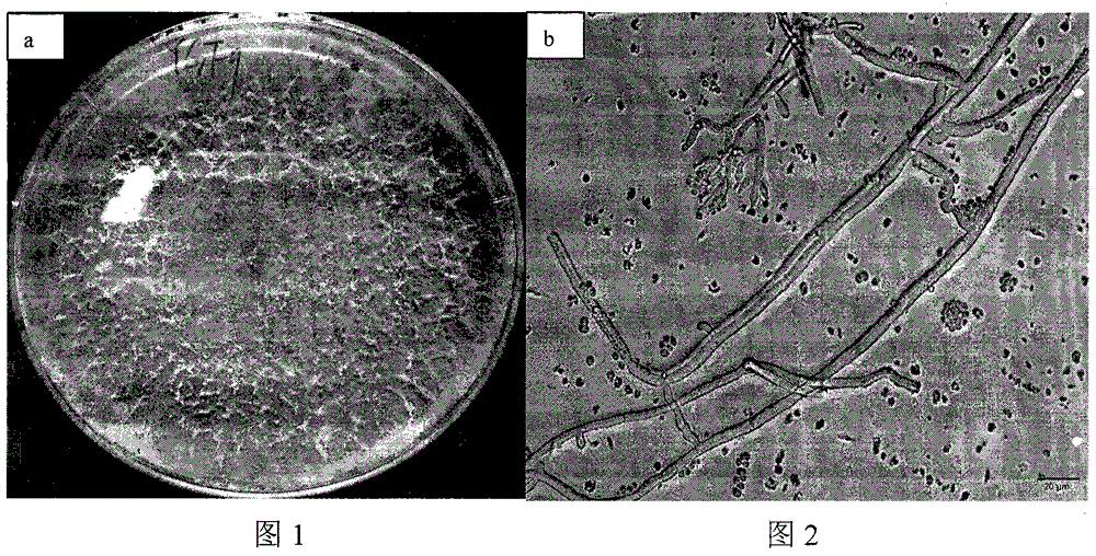 Biocontrol strain for preventing and treating poplar canker and application thereof