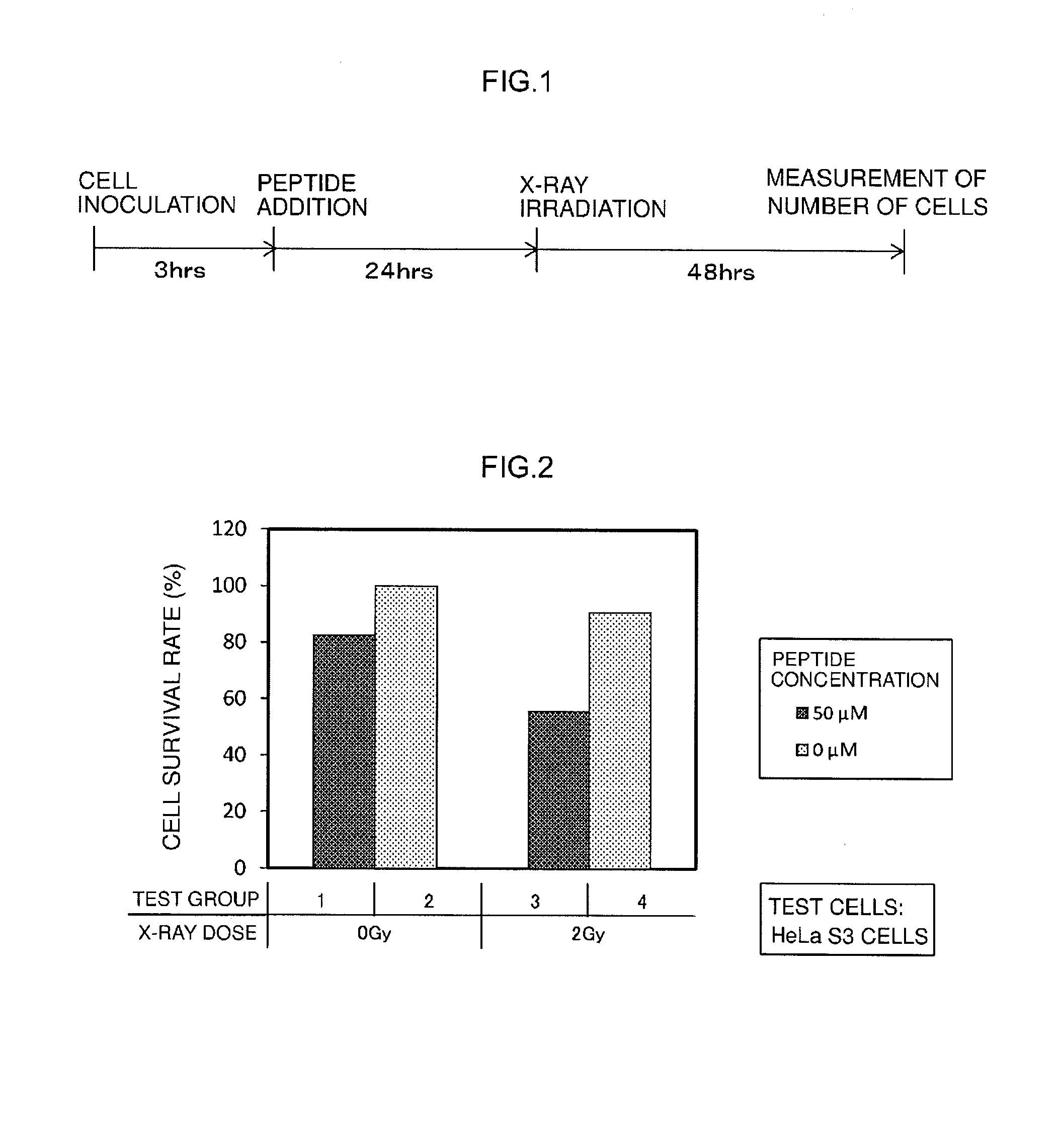 Synthetic peptide that increases radiosensitivity of tumor cells and use of same