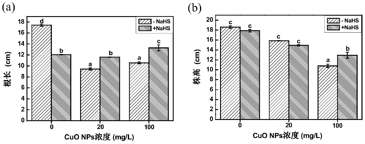 Application of NaHS in relieving stress of CuO NPs on tomato seedlings
