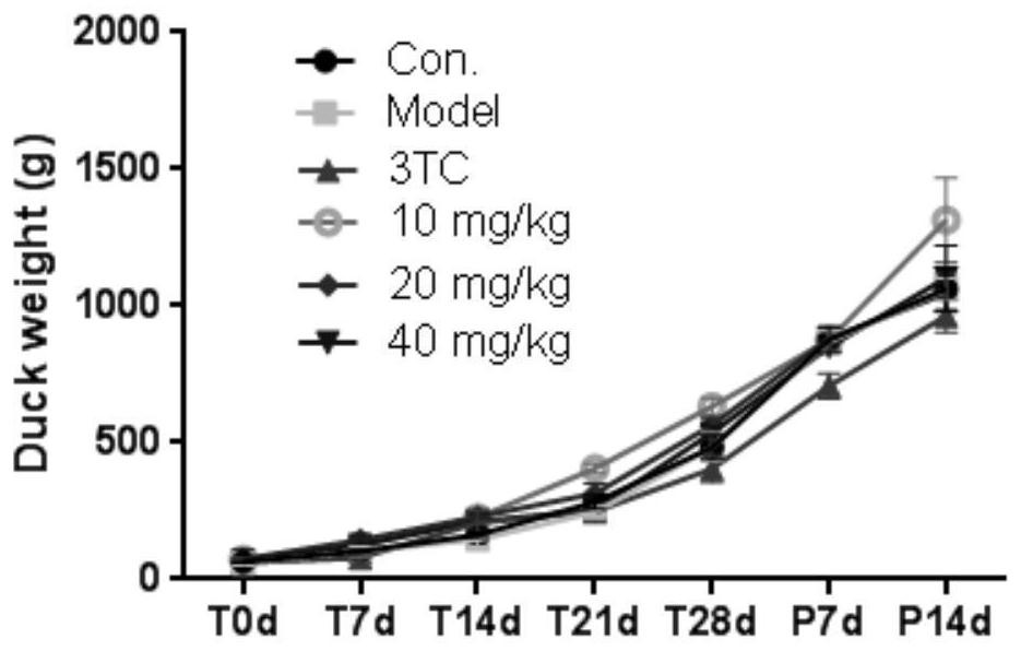 Benzodihydropyran compound with anti-hepatitis B virus and anti-coronavirus effect