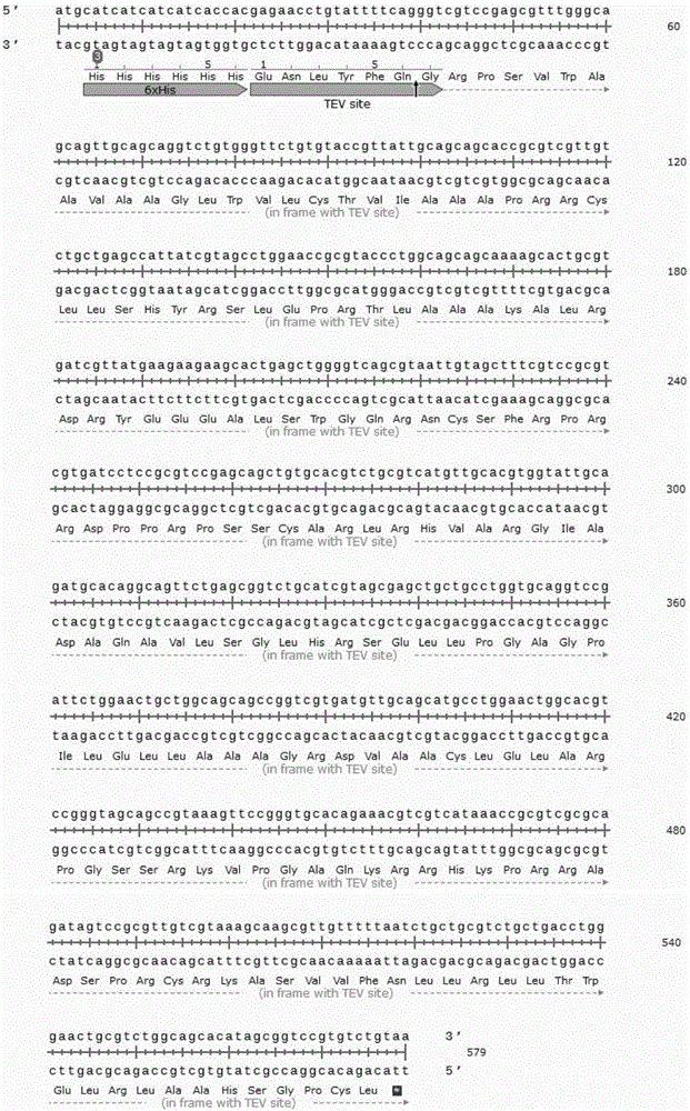 Recombinant interferon lambda 4 encoded cDNA sequence as well as preparation method and application thereof