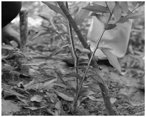 A construction method and application of red cone juvenile picking nursery