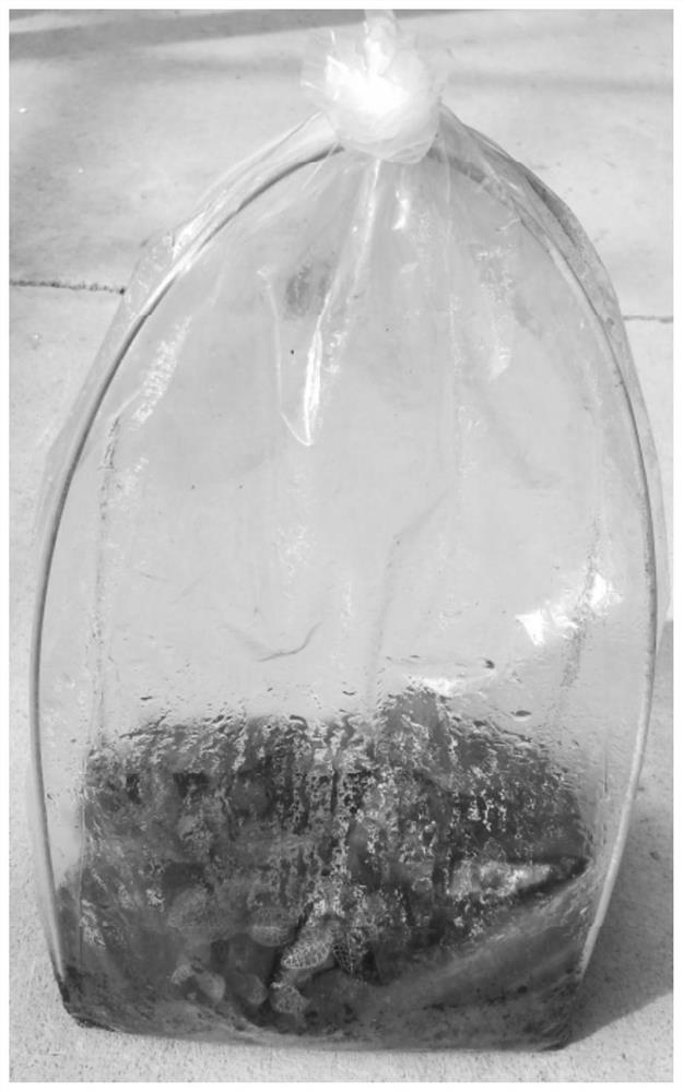 Organic cultivation method for anoectochilus formosanus in sealed environment