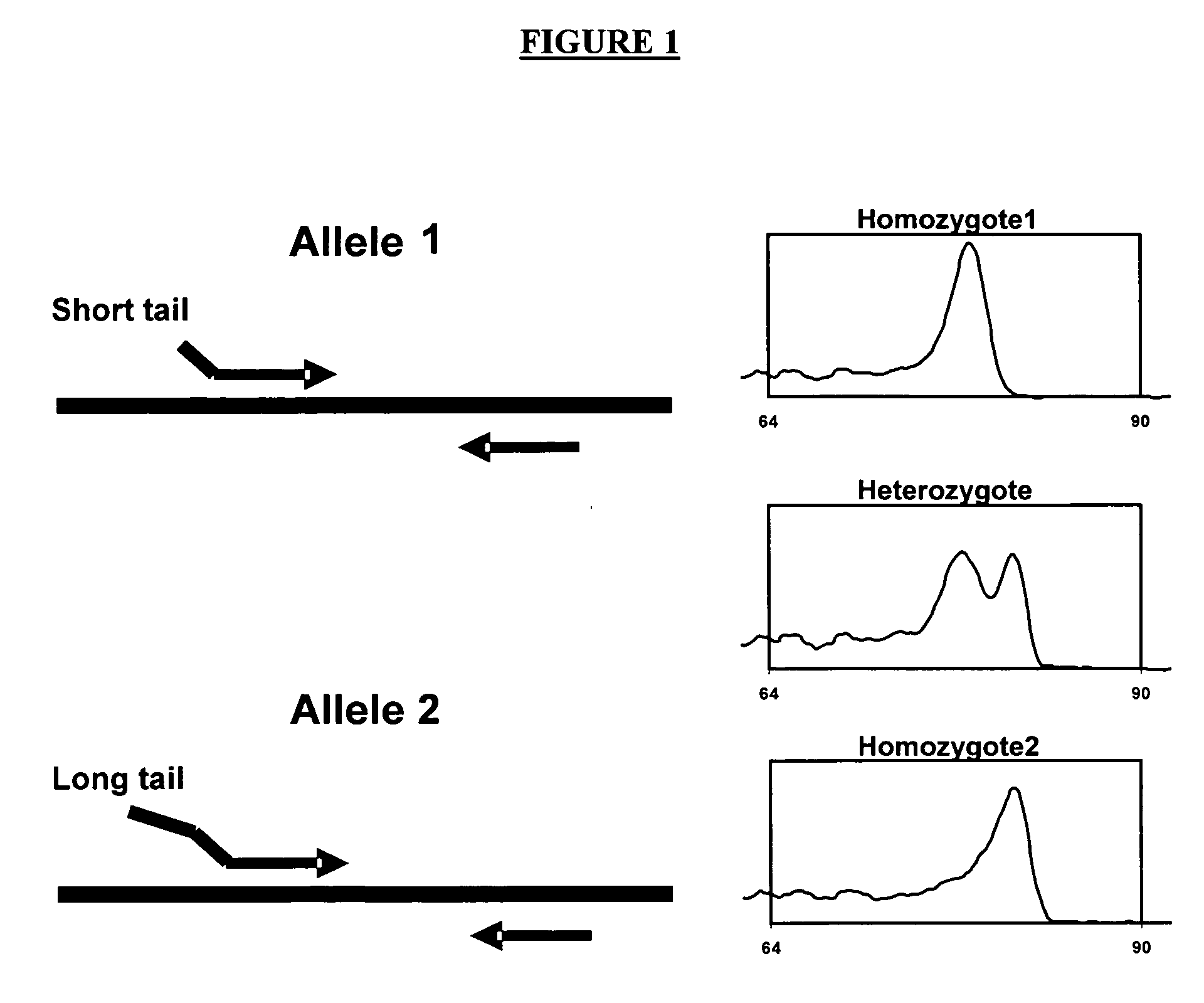 Methods of genotyping using differences in melting temperature