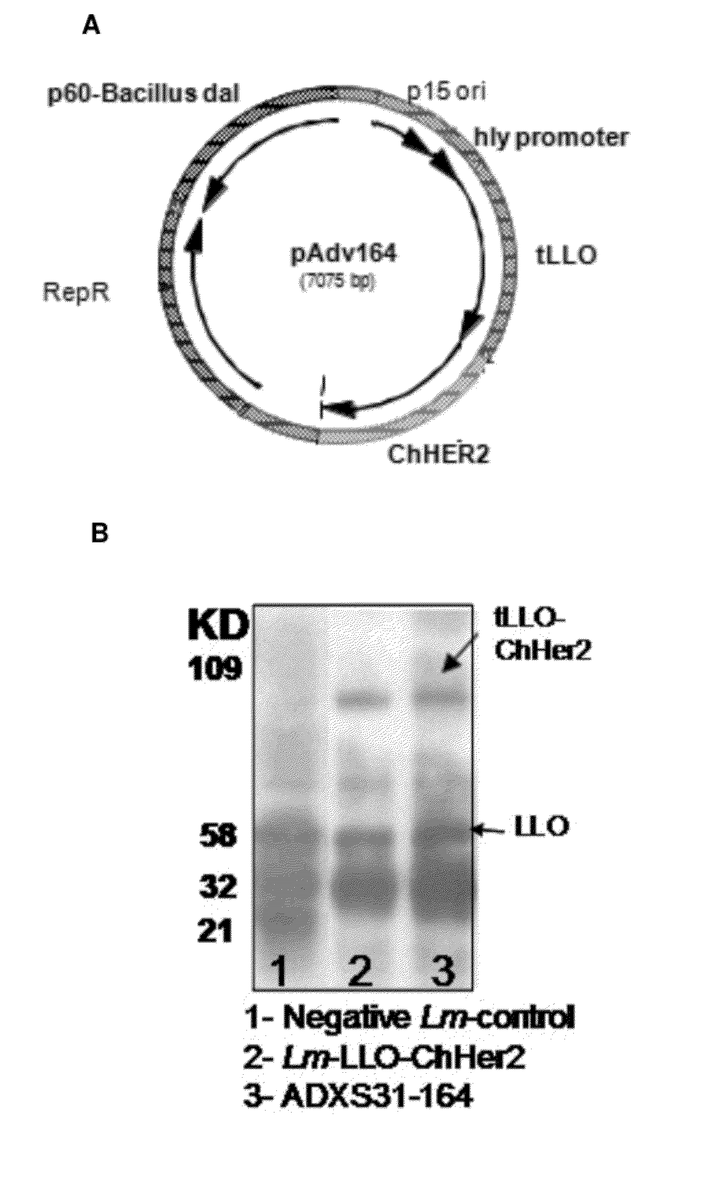 Compositions and methods for prevention of escape mutation in the treatment of her2/neu over-expressing tumors