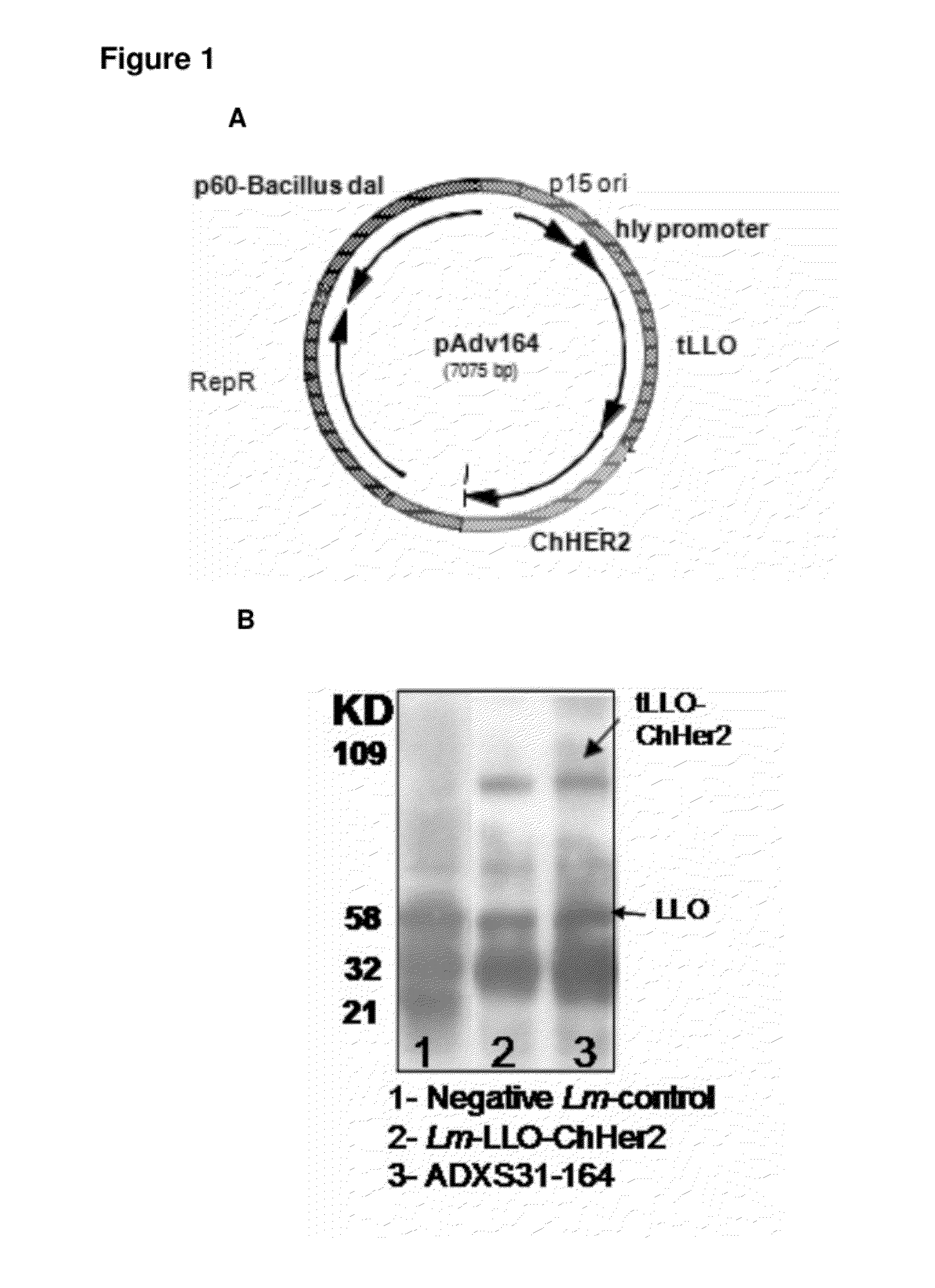 Compositions and methods for prevention of escape mutation in the treatment of her2/neu over-expressing tumors