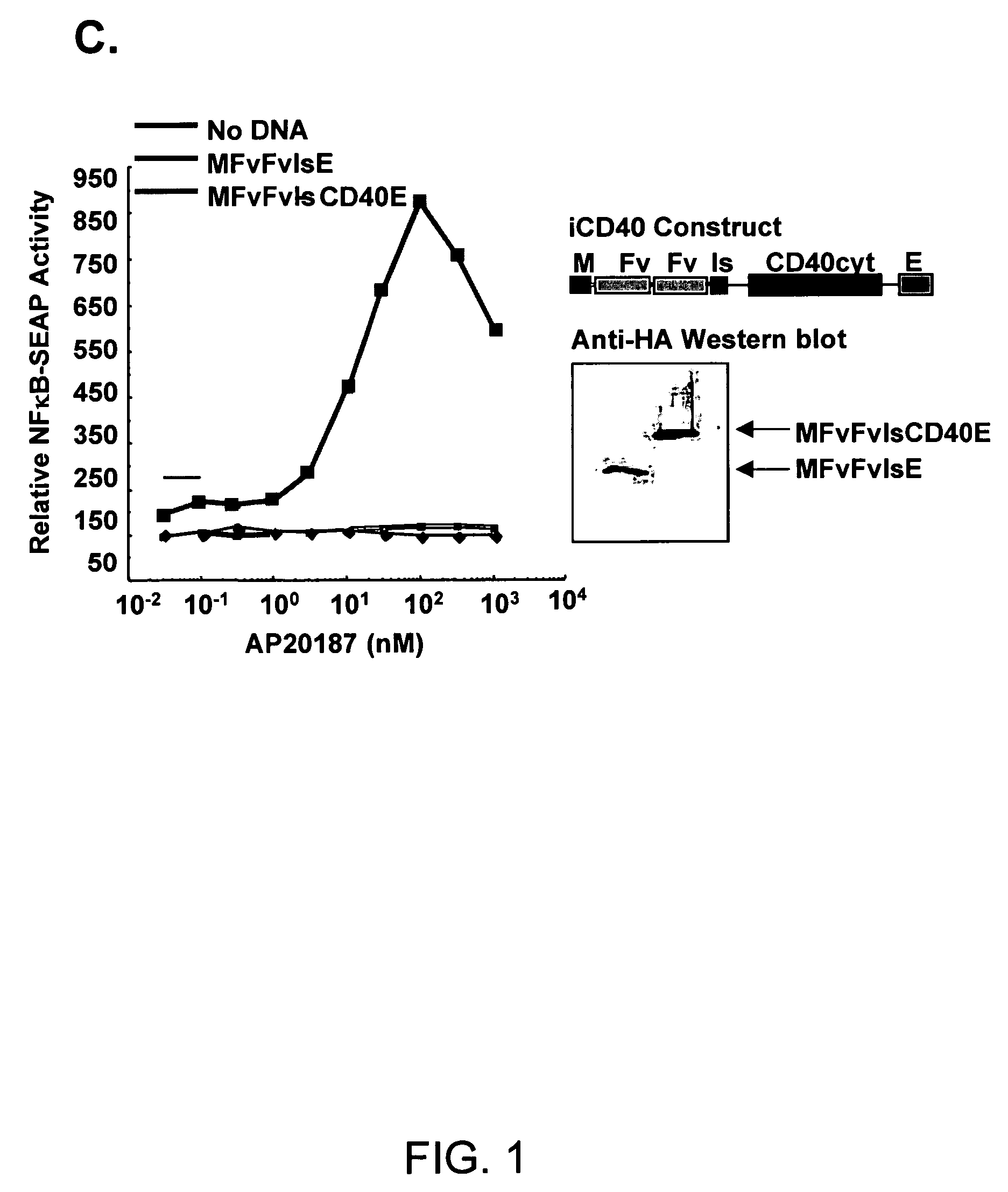 Induced activation in dendritic cell