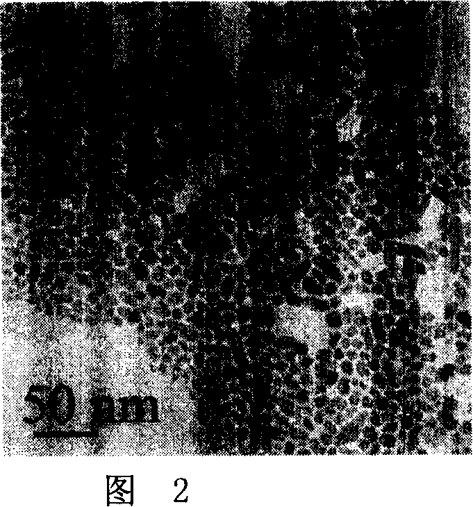 Process of preparing monodisperse nanometer semiconductor selenide particle