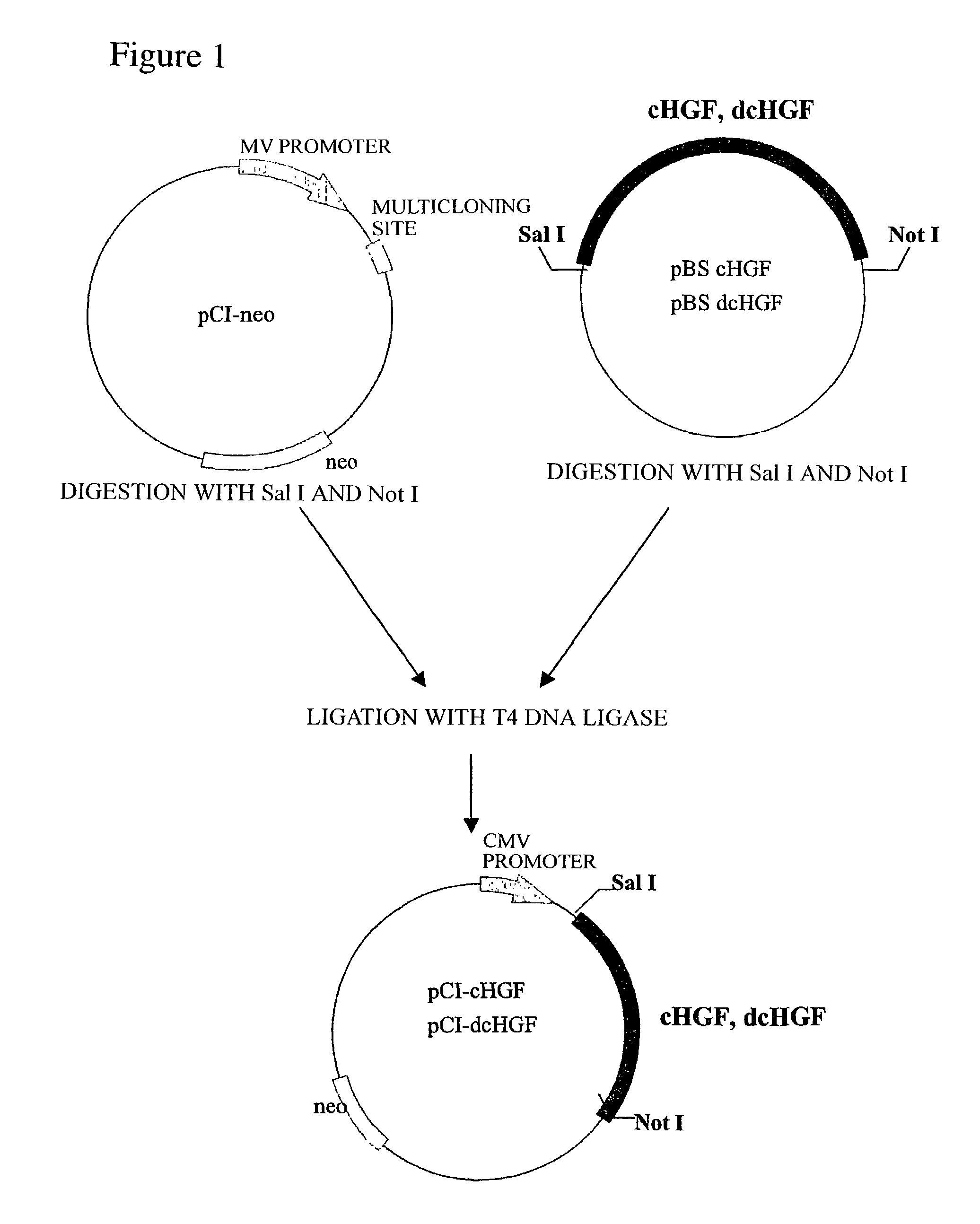 Canine hepatocyte growth factor