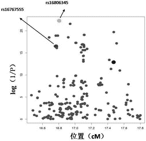 SNP marker for determining and/or inheriting growth traits of modified pigs