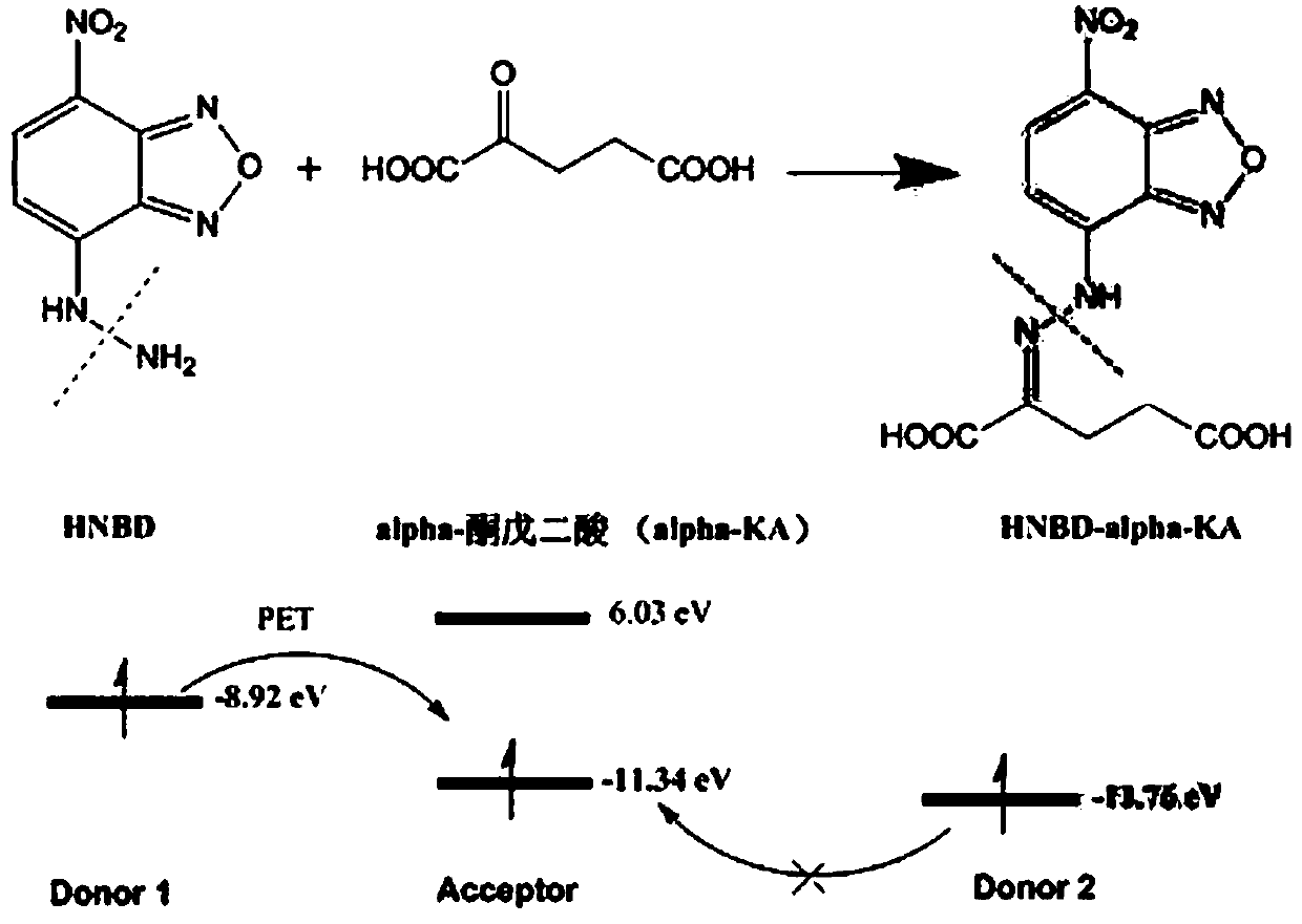 Preparation method of fluorescent/ultraviolet molecular probe for alpha-ketoglutarate and its application in biological samples