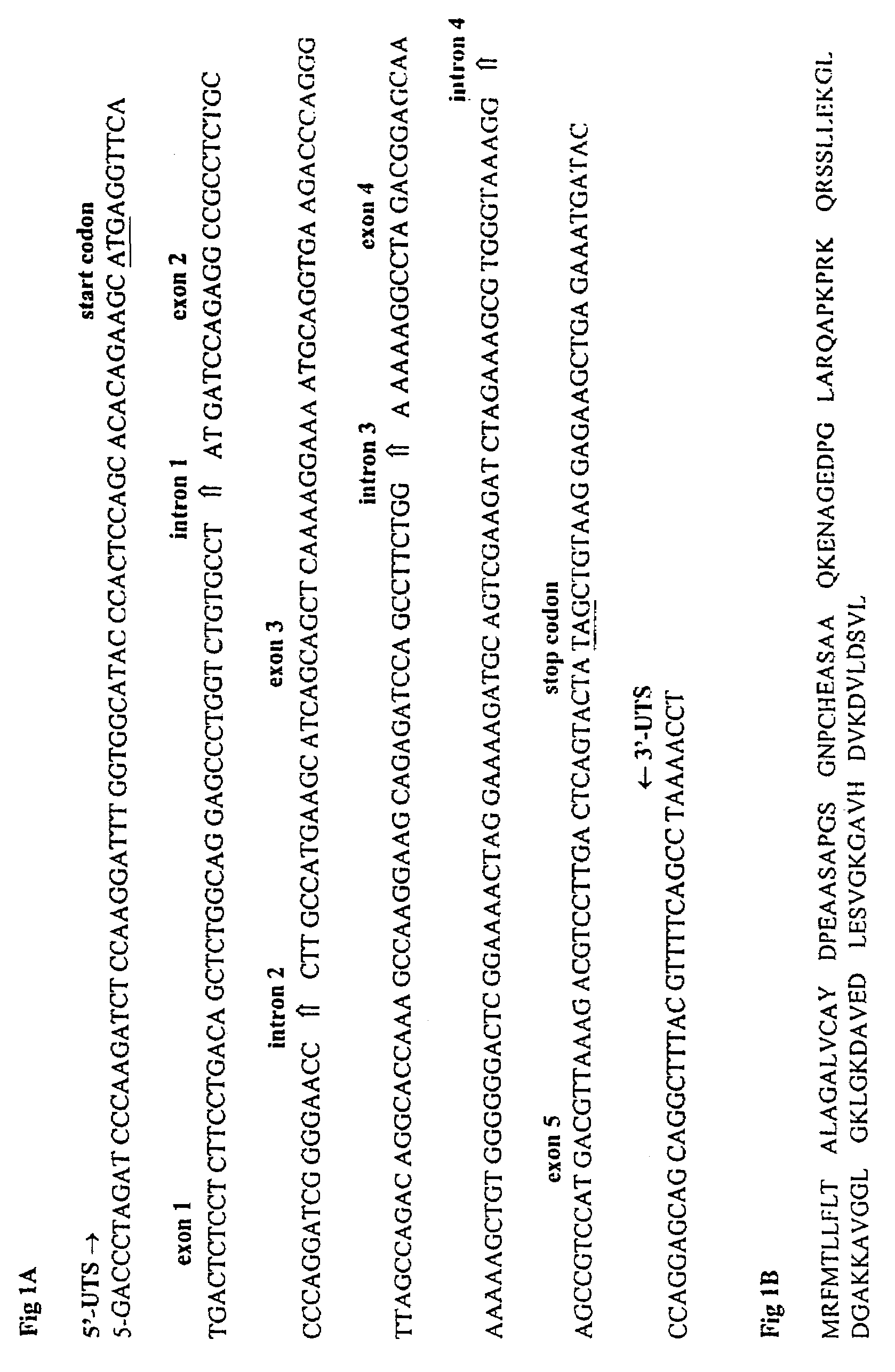 Antimicrobially active peptide