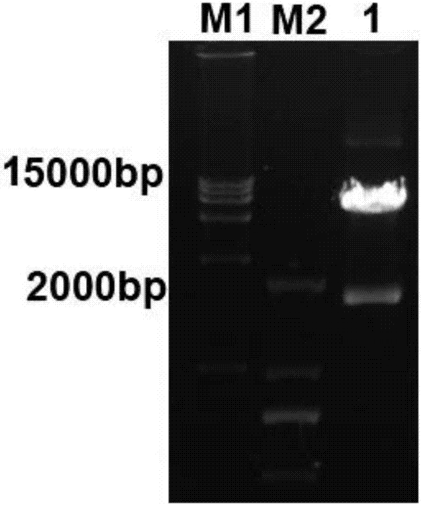 CD19 targeted CAR (chimeric antigen receptor)-T cell, preparation method and application