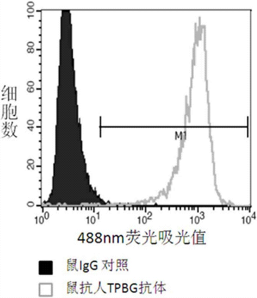 TPBG antibody, and preparation method, conjugate and application thereof