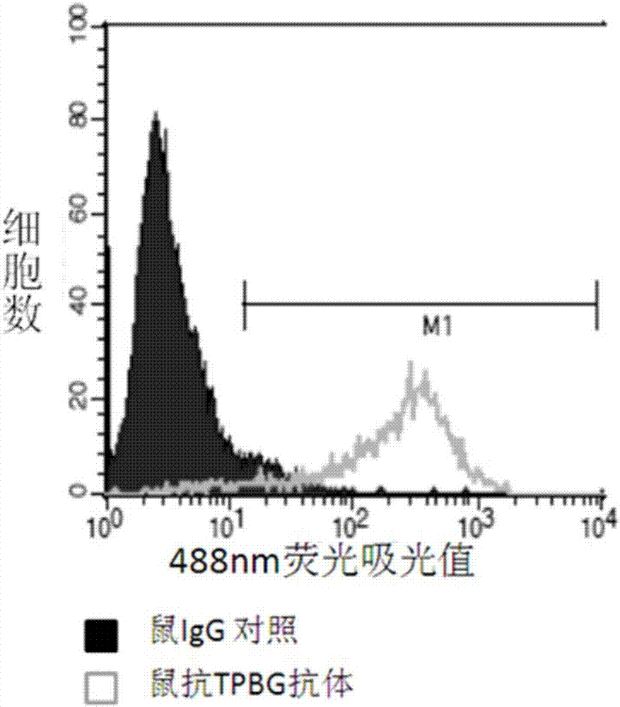 TPBG antibody, and preparation method, conjugate and application thereof