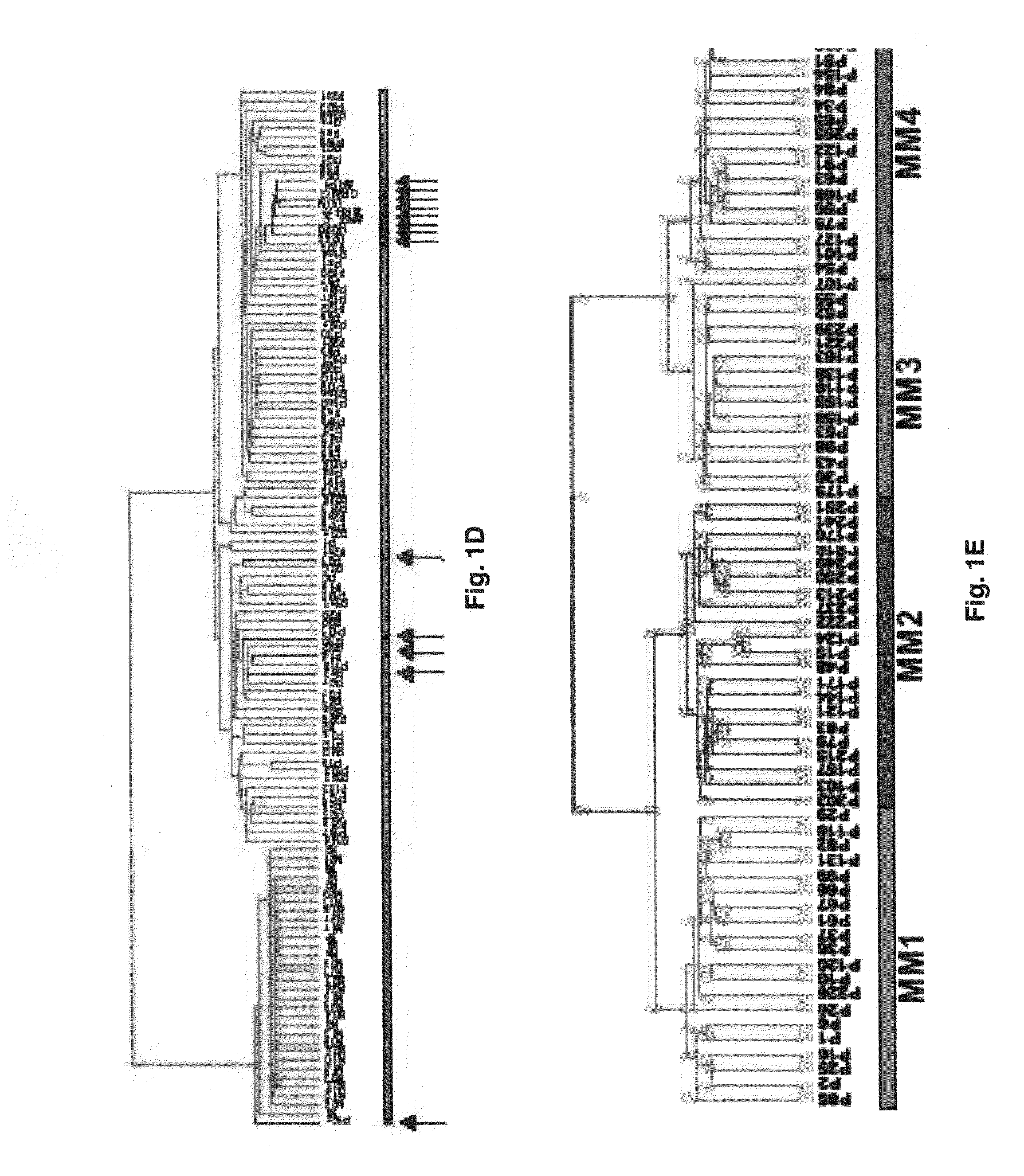 Diagnosis, prognosis and identification of potential therapeutic targets of multiple myeloma based on gene expression profiling