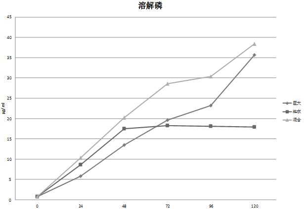 Compound microbial agent for improving phosphorus utilization rate