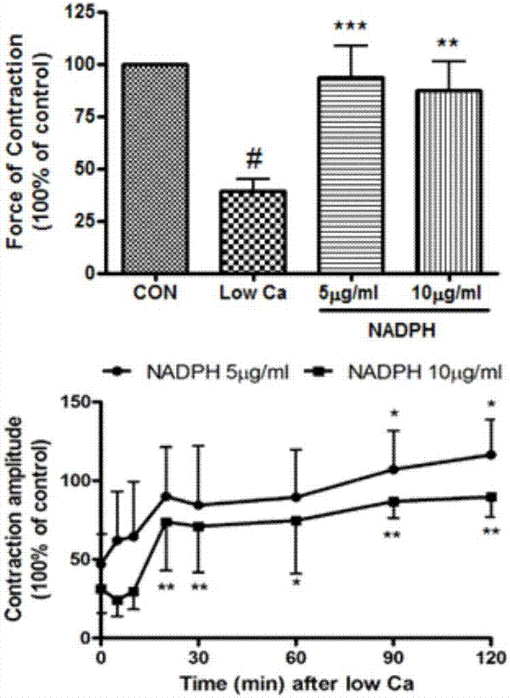 Application of NADPH (nicotinamide adenine dinucleotide phosphate) in preparation of medicine for treating cardiac hypertrophy and cardiac failure