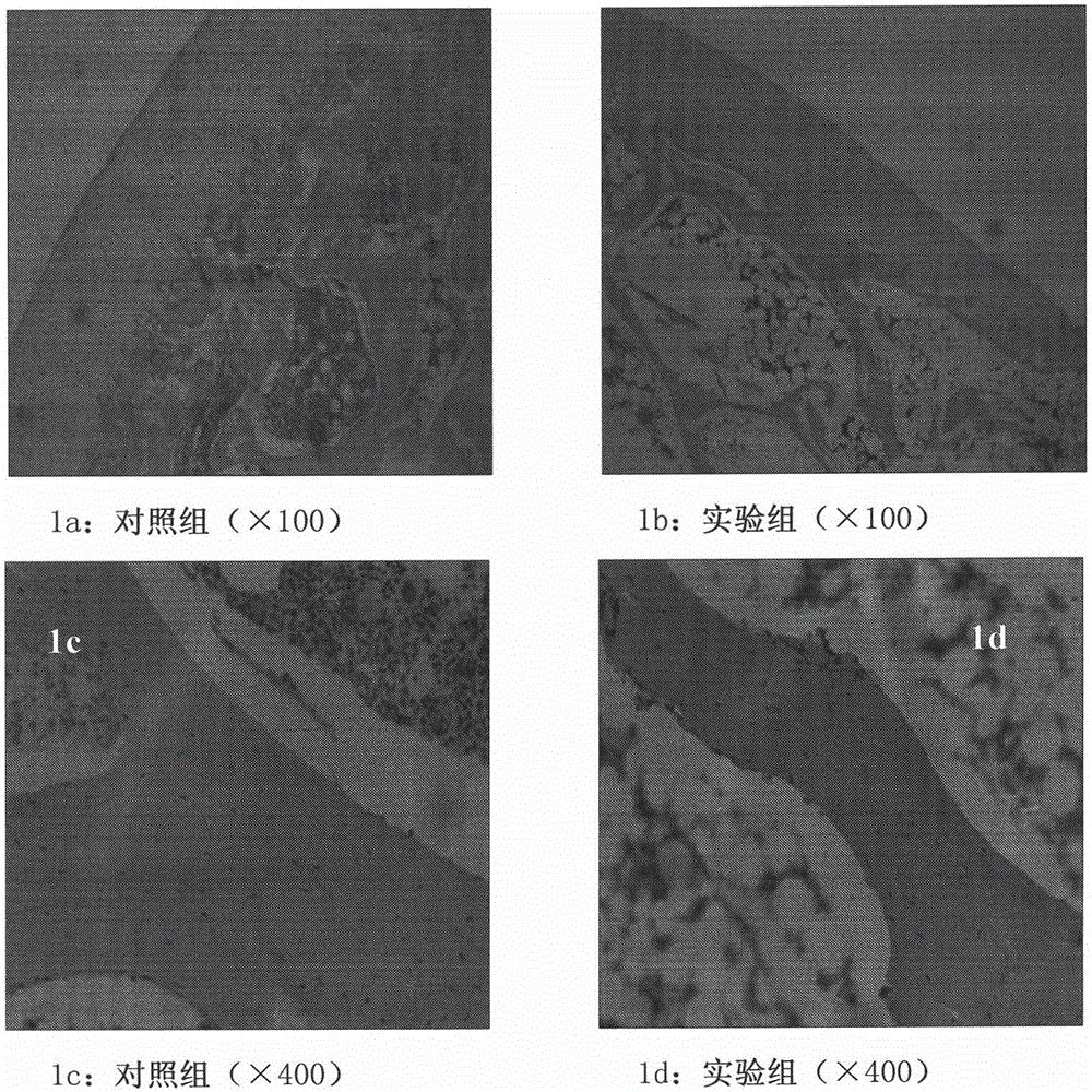 A method for expressing beclin1 and map1-lc3 in steroid-induced avascular necrosis of the femoral head in rabbits